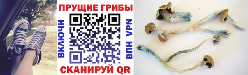 Псилоцибиновые грибы Psilocybe  закладка  Щигры 
